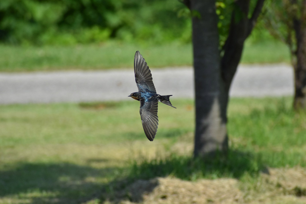Schwalbe fliegt in Bodennähe durch die Luft.