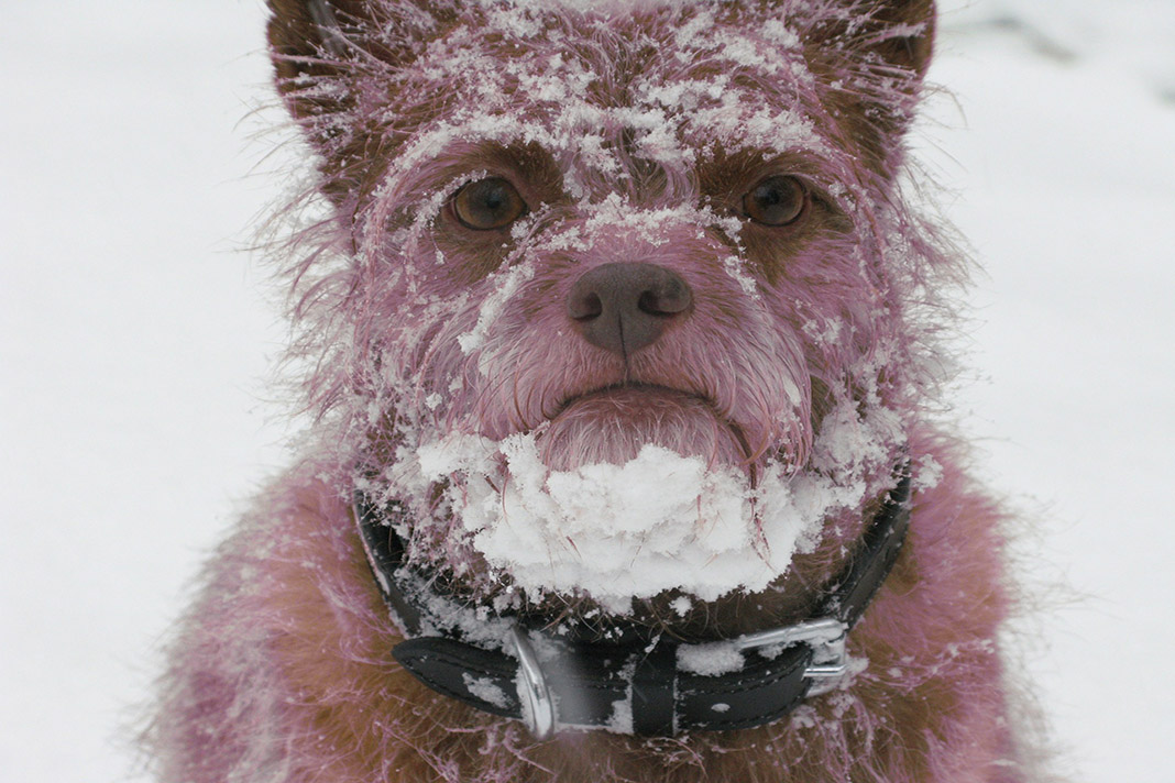 Hund im Schnee.