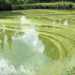 Blaualgen-Befall in der Alster See mit Blaualgen