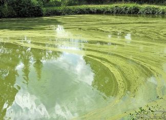 Blaualgen-Befall in der Alster See mit Blaualgen