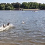 hund-rennt-in-stadtpark-see-jonas-ziock