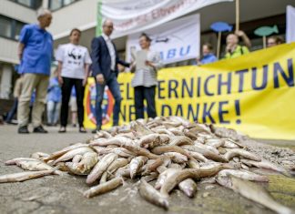 Protest: 150 Kilo toter Fisch vor Behörde Tote Fisch liegt auf der Straße, dahinter protestieren Umweltaktivisten gegen die Elbvertiefungsarbeiten.