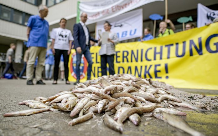 Tote Fisch liegt auf der Straße, dahinter protestieren Umweltaktivisten gegen die Elbvertiefungsarbeiten.