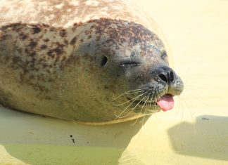 Seehund in Hamburger Hafen geborgen Eine Robbe, die auf dem Strand an einer Küste liegt.