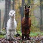 Alpakas_Wildpark_schwarze_Berge