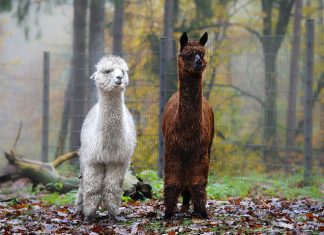 Hier könnt ihr mit Alpakas spazieren gehen Ein weißes und braunes Alpaka in der Natur.