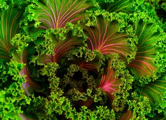 Quiz: Was weißt du über Grünkohl? Grüner Kohl in Nahaufnahme in unterschiedlichen Farben.