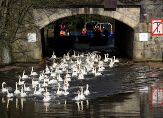 Alsterschwäne ziehen in ihr Winterquartier