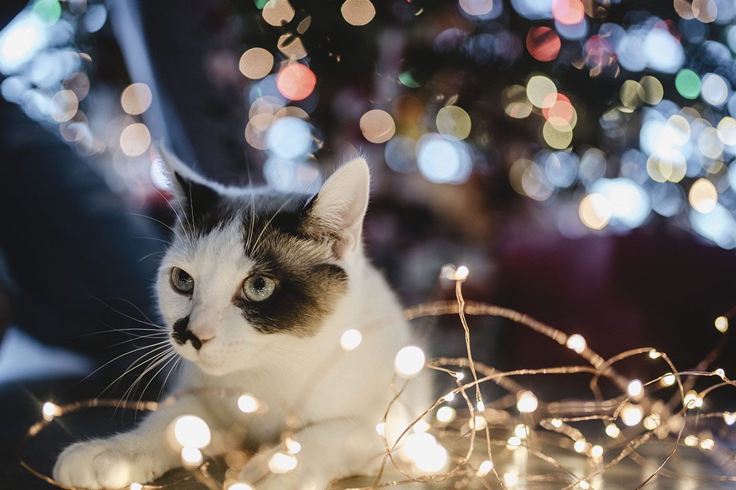Katze als Geschenk unter dem Weihnachtsbaum.