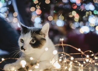 Tiere gehören nicht unter den Weihnachtsbaum Katze als Geschenk unter dem Weihnachtsbaum.