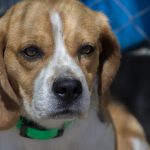 LPT-Labor: Tierschutzorganisation warnt vor Betrügern Ein Beagle schaut traurig, im Hintergrund Maschendrahtzaun. Solche Hunde wurden im LPT-Labur bei Hamburg für Tierversuche gehalten.