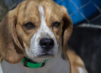 LPT-Labor: Tierschutzorganisation warnt vor Betrügern Ein Beagle schaut traurig, im Hintergrund Maschendrahtzaun. Solche Hunde wurden im LPT-Labur bei Hamburg für Tierversuche gehalten.