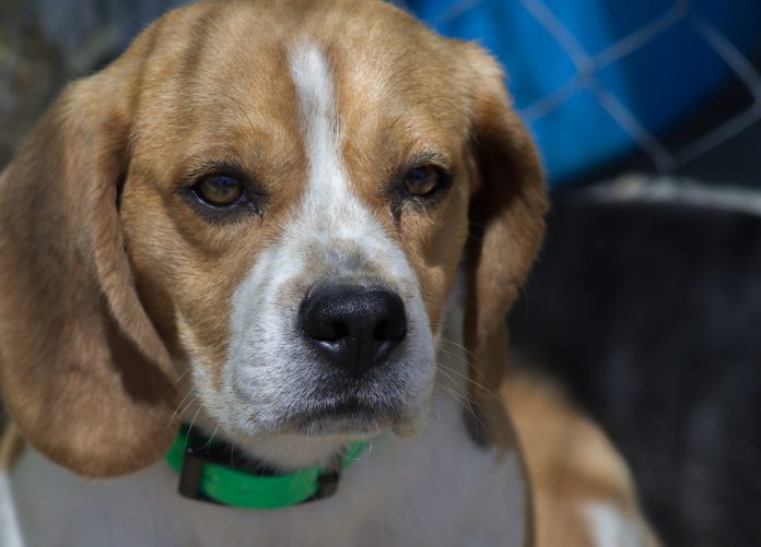 Ein Beagle schaut traurig, im Hintergrund Maschendrahtzaun. Solche Hunde wurden im LPT-Labur bei Hamburg für Tierversuche gehalten.