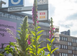 Großstadtgebrumme: Wildbienen am U-Bahnhof Schlump Wildblumen am U-Bahnhof Schlump