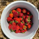 Erdbeeren-selber-pflücken