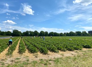 Erdbeeren: Bauern freuen sich über gute Saison Der Verkauf von Erdbeeren läuft besser als gedacht.