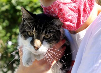 Wenn das Wohl des Haustieres gefährdet ist Besitzerin mit Maske und Katze
