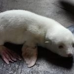 Albino_Südamerikanischer Seebär