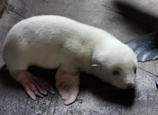 Albino-Seebärenbaby kommt in Hamburger Zoo zur Welt albino_seebaer_hagenbecks_tierpark