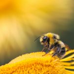 Zoos tragen zum Erhalt von Wildbienen bei Eine Biene auf einer Blume