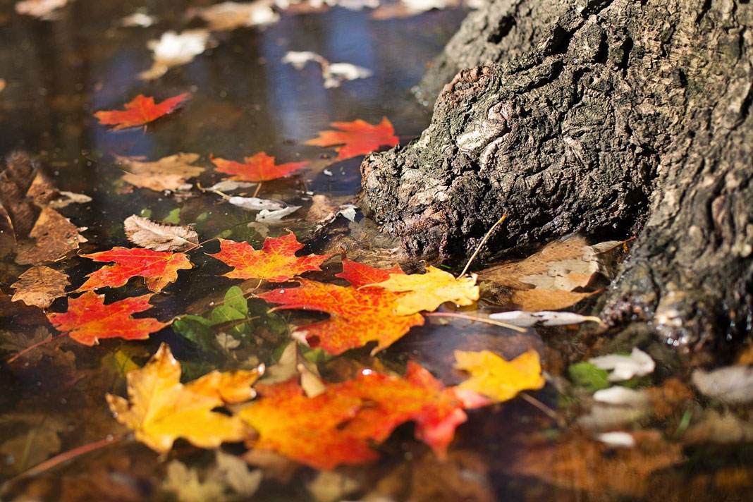 US-Quiz: Blätter liegen auf dem Boden, wenn im Herbst in der USA gewählt wird.