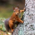 Hamburg-Bergedorf: Eichhörnchen bekommen extra Seilbrücke eichhoernchen-hamburg-bruecke-fink-hamburg-unsplash
