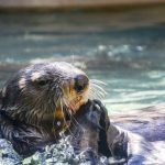 Fischotter zum Tier des Jahres gekürt Fischotter zum Tier des Jahres 2021 gekürt