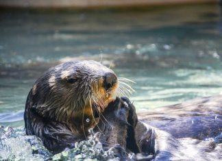 Fischotter zum Tier des Jahres gekürt Fischotter zum Tier des Jahres 2021 gekürt