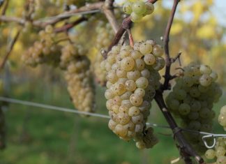 Weinanbau im kühlen Norden Weinrebe in Schleswig-Holstein.