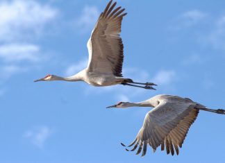 30 Millionen Korken für Kraniche gesammelt Nabu sammelt Korken für Kraniche