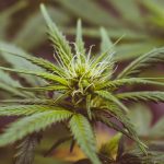 Vier Verhaftungen und mehr als 100 Kilo Marihuana Polizei beschlagnahmt 100 Kilo Marihuana