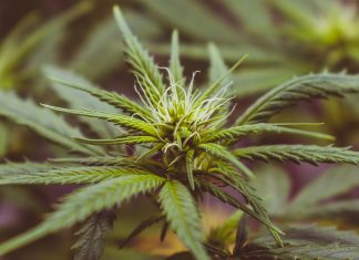 Vier Verhaftungen und mehr als 100 Kilo Marihuana Polizei beschlagnahmt 100 Kilo Marihuana