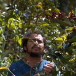 3_Esteban harvests coffee(c)Erick Bolaños