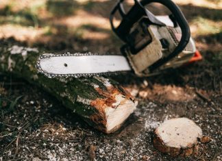 200 Jahre alte Bäume sollen gefällt werden Kettensäge liegt im Wald auf Boden