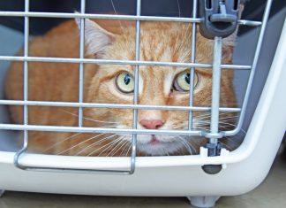 Zwei Kater in Quarantäne Corona bei Katzen in Hamburg: Einer der Kater sitzt im Transportkäfig. Foto: Hamburger Tierschutzverein von 1841 e.V.