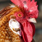 Polizei entdeckt 180 Hähne in Restaurant Hahn Kopf nah