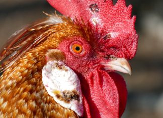 Polizei entdeckt 180 Hähne in Restaurant Hahn Kopf nah