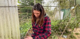 Wenn der Adler den Fuchs holt Wildtiere: Annika im Fuchsgehege