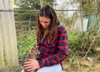 Wenn der Adler den Fuchs holt Wildtiere: Annika im Fuchsgehege