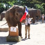 Elefantendame tippt auf EM-Sieg gegen England Elefantendame zieht die Frankreichflagge.