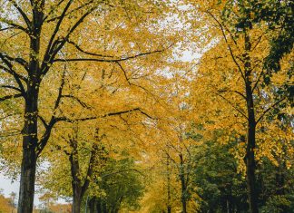 Meine Straße, mein Zuhause, mein Baum