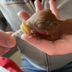 Eilbeker päppeln Eichhörnchen auf Eichhörnchen, Eilbek, Päppeln, Wildtierhilfe