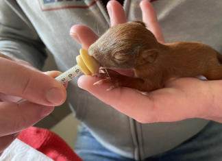 Eilbeker päppeln Eichhörnchen auf Eichhörnchen, Eilbek, Päppeln, Wildtierhilfe