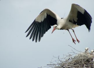 Die ersten Störche sind zurück in Hamburg Störche in Hamburg: Ein Weißstorch fliegt aus seinem Nest, in dem Jungtiere sitzen.