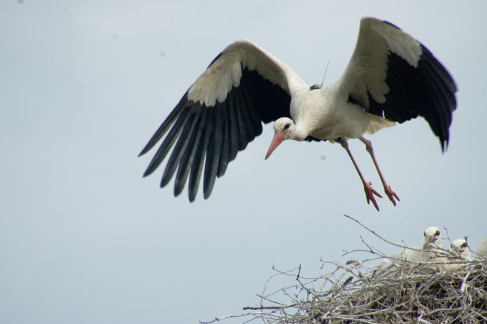 Störche in Hamburg: Ein Weißstorch fliegt aus seinem Nest, in dem Jungtiere sitzen.