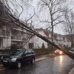 Tief “Ylenia”: Das ist die Sturmlage in Hamburg Sturm in Hamburg: Ein umgekippter Baum.