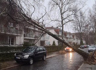 Tief “Ylenia”: Das ist die Sturmlage in Hamburg Sturm in Hamburg: Ein umgekippter Baum.