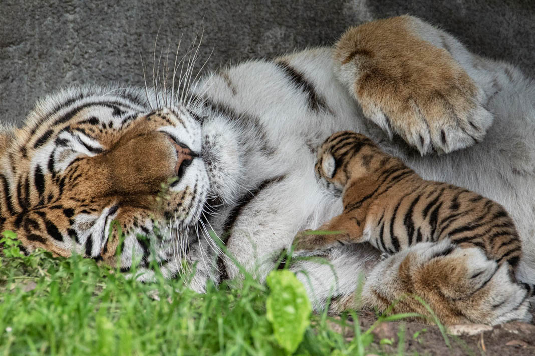 Tigerdame Maruschka liegt mit ihren Tigerbabys im Außengehege im Hagenbecks Tierpark