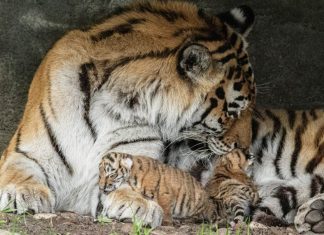 Seltener Nachwuchs: Zwei kleine Tiger bei Hagenbeck Tigerdame Maruschka liegt mit ihren Tigerbabys im Außengehege im Hagenbecks Tierpark
