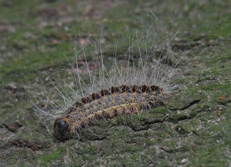 Warnung vor giftigen Raupen im Hamburger Stadtpark Die giftige Raupe: Eichenpozessionsspinner mit mikroskopisch kleinen Brennhaaren.